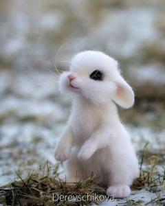 Cute Rabbit Picture