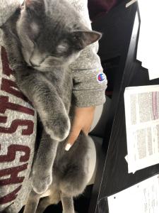 Cute cat Picture